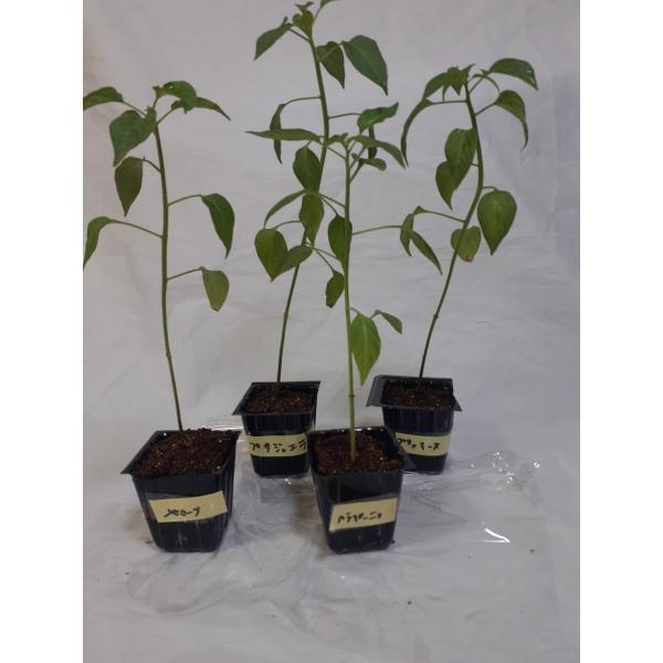 ４種類の激辛唐辛子の苗メキシコの唐辛子、ハラペーニョ、メヒカーナタイの唐辛子プリッキーヌインドの唐辛子プサジュエラそれぞれ料理に使えますポリポットのまま第四種郵便にて土日をはさまないようにお送りいたします