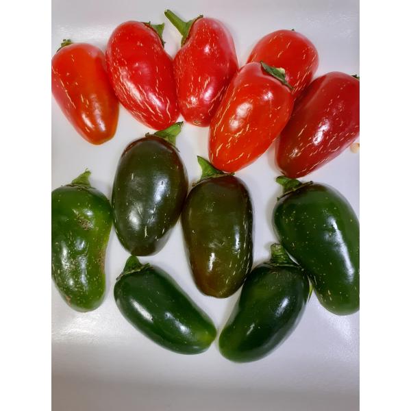 激辛唐辛子の種　ハラペーニョの種無農薬　辛さ８０００スコヴィル手袋着用にて、お取り扱いください郵便でお送りいたします