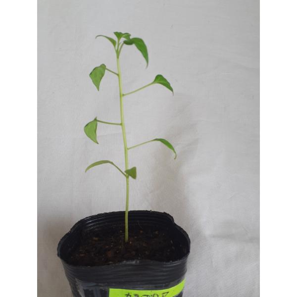 イタリアの唐辛子カラブリア、チリ、カラブレーゼの苗、1苗、送料込み、国内初販売