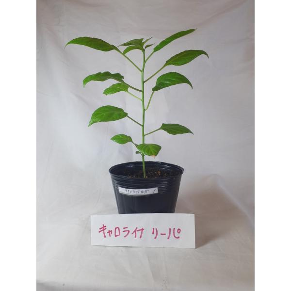 激辛唐辛子キャロタイナリーパの苗　１苗無農薬　辛さ１５６万９千スコヴィルポリポットで第四種郵便にてお送りいたします栽培後の実や種は手袋ゴーグル等着用してお取り扱いください