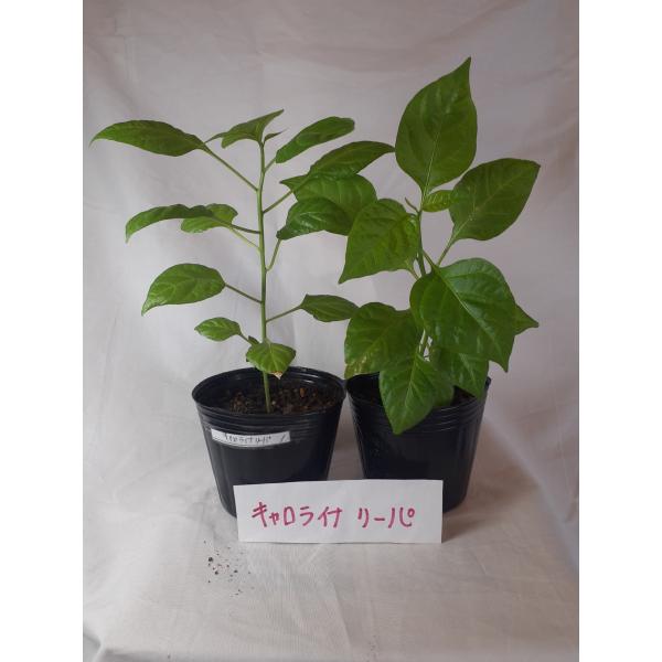 キャロライナリーパ2苗　辛さ156万スコヴィル激辛唐辛子の苗2苗　無農薬ポリポットのまま第四種郵便で土日をはさまないようにお送りいたします