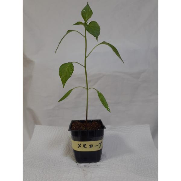 激辛唐辛子メキシコ定番の唐辛子メヒカーナの苗　１苗　無農薬タコスやサルサ等に育ててくださいかなり沢山実がつきます実や種は手袋ゴーグル等着用にてお取り扱いくださいポリポットで第四種郵便にてお送りいたします