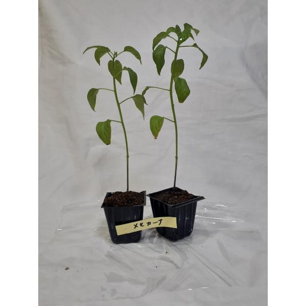 メヒカーナの苗2苗セット　メキシコ定番の青唐辛子　無農薬　観葉植物にも辛さ2万スコヴィルでハバネロより辛いです沢山実がなりますメキシコでは普通にサラダ、サルサに使われていますポリポットのまま第四種郵便にて土日をはさまないようにお送りいたします
