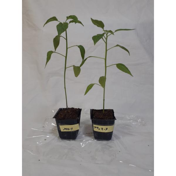 メキシコ定番のメヒカーナとタイ定番のプリッキーヌの苗セット販売ですサルサ、タコス、カレーなど料理にお使いください辛さ2万スコヴィルのメヒカーナ辛さ10万スコヴィルのプリッキーヌポリポットのまま第四種郵便にて土日をはさまないようにお送りいたします