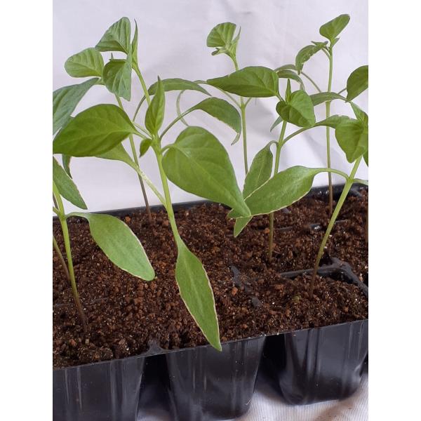 ３種類の激辛唐辛子の苗送料込メキシコ定番の唐辛子メヒカーナタイ定番の唐辛子プリッキーヌインド定番の唐辛子プサジュエラサルサ、タコス、サラダ、タイ料理、インドカレー等いろいろ使えますポリポットで第四種郵便にてお送り致します