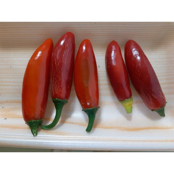 激辛唐辛子　メキシコ定番の唐辛子　メヒカーナの種３０粒無農薬　サルサソース等につあえます。かなり沢山、実がつきます。手袋着用にて、お取り扱い下さい郵便でお送りいたします