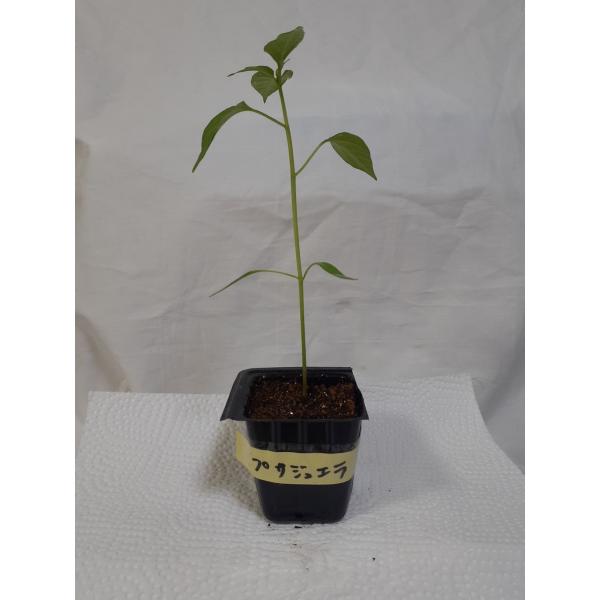 激辛唐辛子プサジュエラの苗　1苗　無農薬辛さ５万スコヴィルインドで定番の青唐辛子ですカレーや生食用に使われます赤くなると辛さが増します実や種は手袋ゴーグル着用にてお取り扱いくださいポリポットで第四種郵便にてお送りいたします