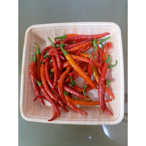 激辛唐辛子　プサジュエラの種30粒　インドで定番の青唐辛子無農薬　辛さ5万スコヴィル栽培するとかなり沢山実がつきます手袋着用にて、お取り扱い下さい