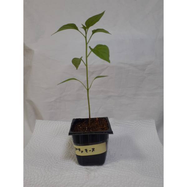 タイの用ガラスプリッキーヌの苗　１苗　無農薬辛さ１０万スコヴィルカレー・サルサ・トムヤムクンなどに使われておりますかなり大きく育ち実が沢山つきます実や種は手袋ゴーグル着用にてお取り扱いくださいポリポットで第四種郵便にてお送りいたします