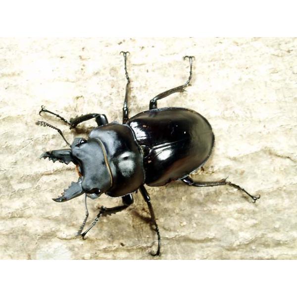 DFかぶくわ☆大人気種☆アマミマルバネ初幼虫×4頭セット : ドルクス