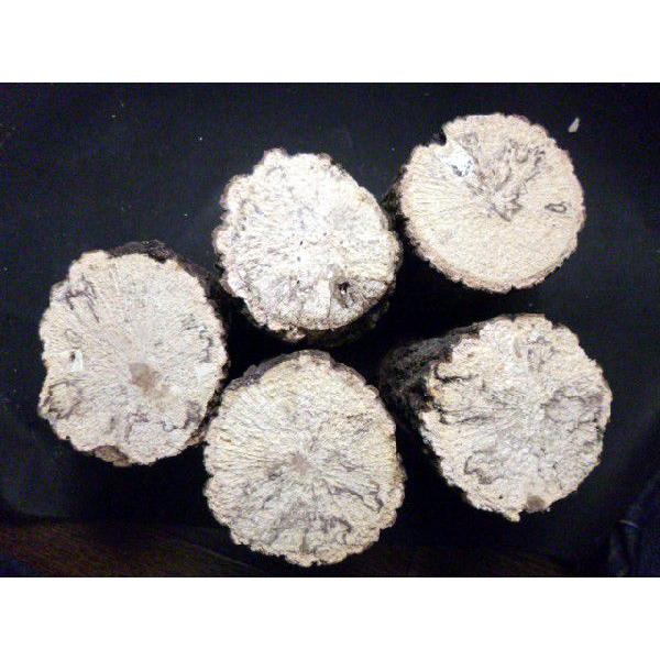 ◎規格：直径8〜10cm　長さ約14cm◎特徴：芯20％程度 雑菌2〜3ヶ所程度◎使用方法：乾燥しておりますのでオオクワは3時間程度加水し、　1〜2時間程度陰干し後、ご使用下さいませ。ヒラタ等多湿を好む　種は半日程度加水し1〜2時間程度陰干...