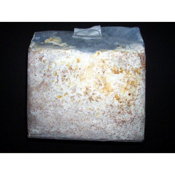 Dfかぶくわ オオヒラタケ菌糸モスラ君3500微粒子ブロック 1ケ Buyee Buyee Japanese Proxy Service Buy From Japan Bot Online