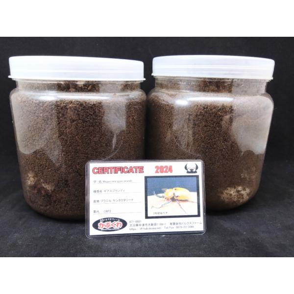 ◎学名 Megasoma gyas prandii（メガソマ タイフォン プランディ）◎和名 ギアスゾウカブト亜種プランディ◎産地 ブラジル サンタカタリーナ州◎累代CBF2（種親♂99mm♀75mm））◎割り出し日 2024年10〜11月...