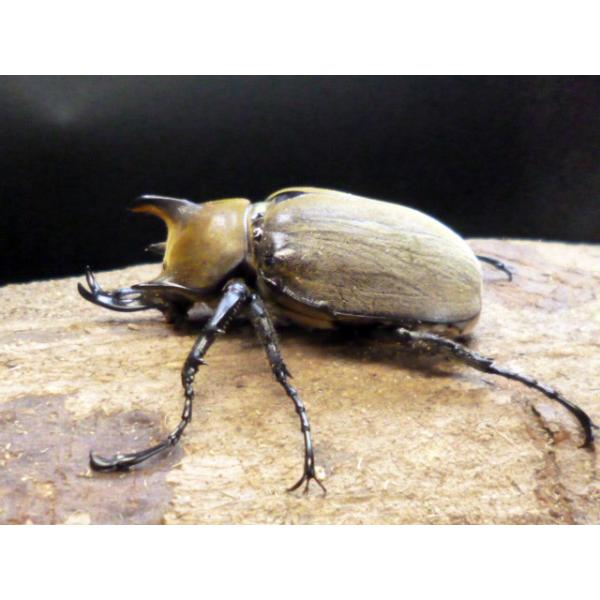 ◎学名 Megasoma gyas rumbucheri◎和名 ギアスゾウカブト亜種ルンバッシャー◎産地 ブラジル ミナスジェライス州◎累代 F5(天然から5代目)◎割出し日 2025年1〜2月◎画像は種親の参考画像です。◎1400ccボト...