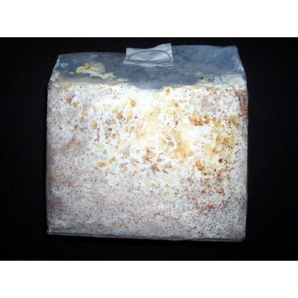 ◎この商品はは工場直送のゆうパックにてお届させて頂きます。◎使用方法：袋から取り出し周りの白い皮膜を剥ぎオガに戻して　ビン等に詰めて下さい。◎1ケース8ヶ入り（6ヶ入りもあります）◎オオヒラタケ、ブナ100％。◎ご要望にお応えしてモスラ君の...