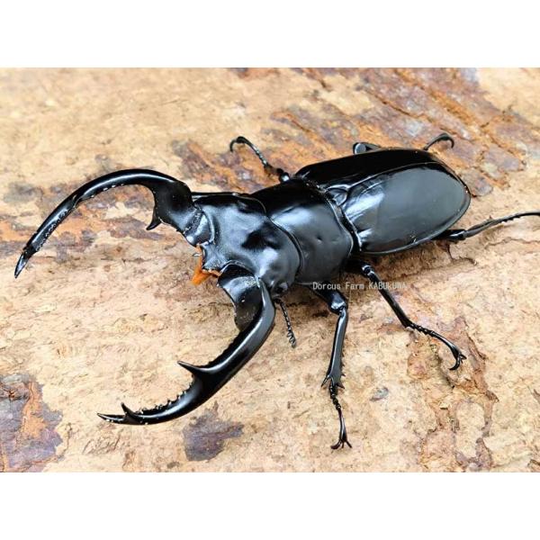 DFかぶくわ☆大人気種☆ウエストウッディDV産☆初令幼虫4頭セット 