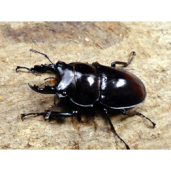 石垣島産 ヤエヤママルバネ ♂59mm・♀52mm・♀51mm・♀48mm