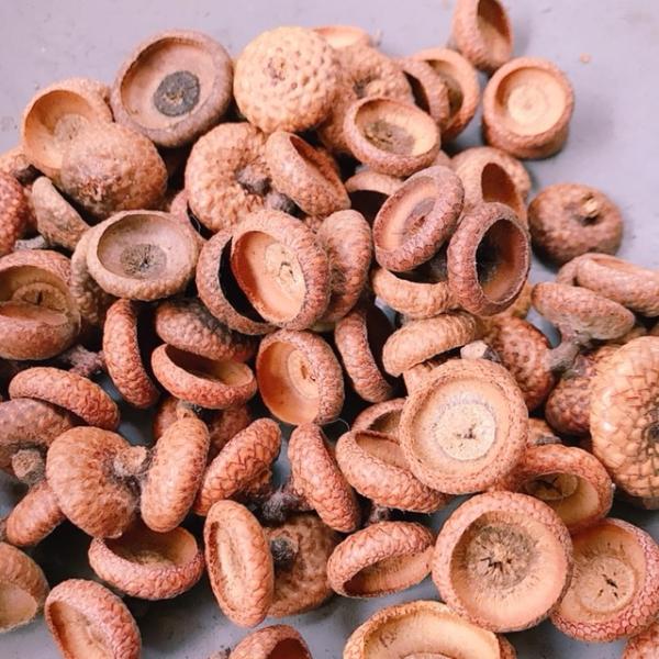 北海道産のレッドオークの帽子です。とても大きなサイズ　２Ｌ　（直径約２．1センチ前後）　５０円玉くらいの大きさです。クラフトやアクセサリー作りにどうぞ。自然のものなので大きさや形状は均一ではありませのでご了承ください。また輸送中にまれにひび...