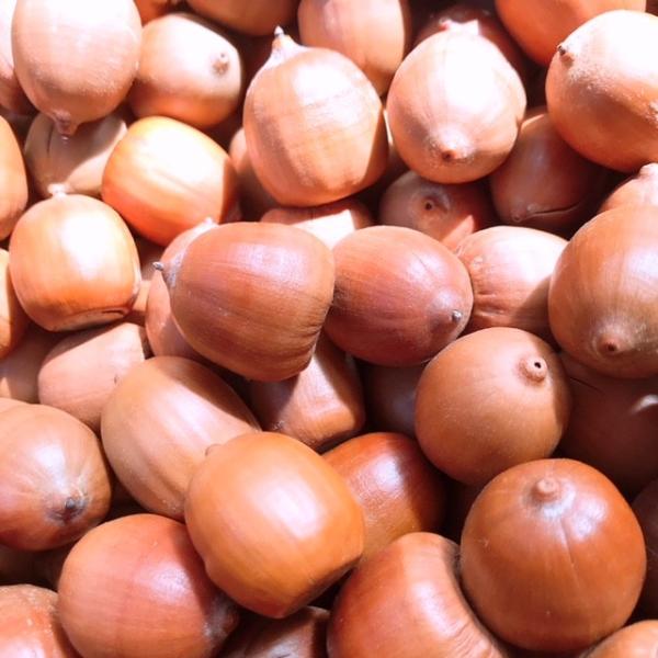 北海道産のレッドオークの実（どんぐり）です。レッドオークの実は　丸くてコロンとした形です。北海道でもあまり見られない　めずらしいどんぐりです。直径約1センチ〜１．7センチくらいのアソートです。洗浄→乾燥→防虫の処理済みです。クラフトやアクセ...