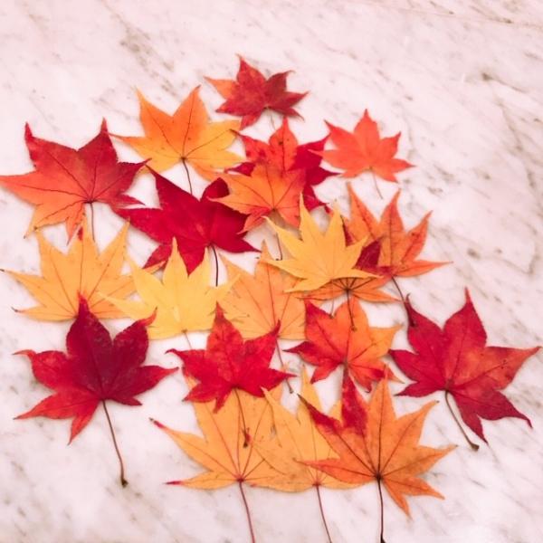 毎年完売のもみじの押し花北海道のキレイな自然の中で自家栽培したもみじの押し葉(1)     極上品　大量40枚プラスα(2)     特選品　大量50枚プラスαご指定がない場合　(2)でお送りいたします(1)     極上品　大量40枚プラ...