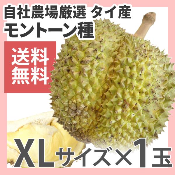 ドリアン モントーン種 タイ産 1玉 生鮮 Xlサイズ 送料無料 Buyee Buyee 日本の通販商品 オークションの代理入札 代理購入