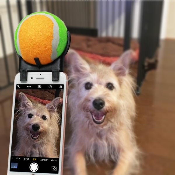 セルフィーボール 犬 猫 ペット 写真 目線 スマホ Buyee Buyee Japanese Proxy Service Buy From Japan Bot Online