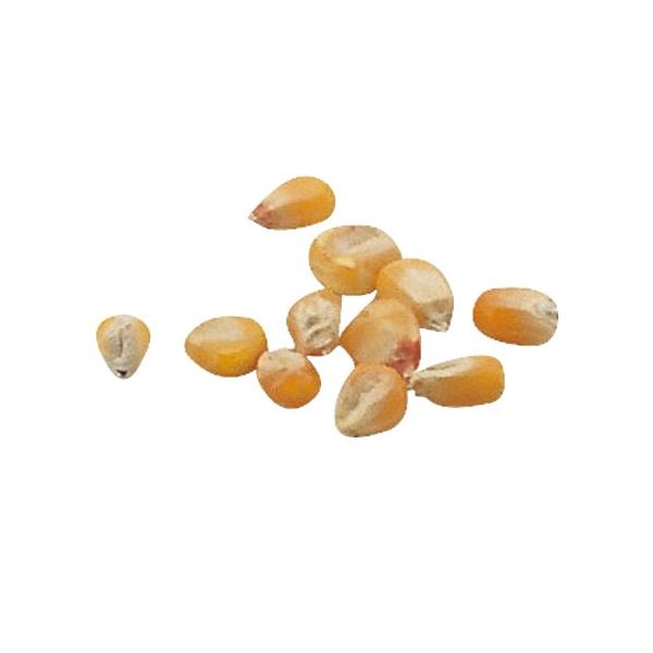 アーテック 野菜の種 とうもろこし