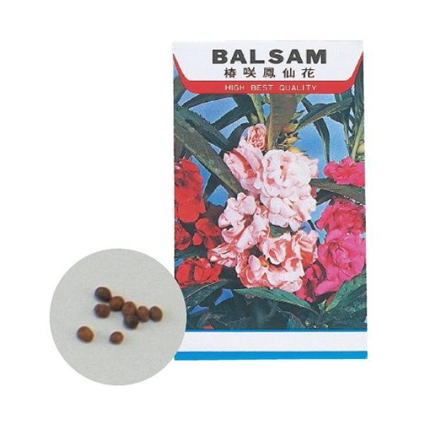 準毎日の楽しみが増える、おうち栽培！【種蒔き〜成長】までの過程を観察日記としてをつけてみよう ■商品内容：約35〜40粒