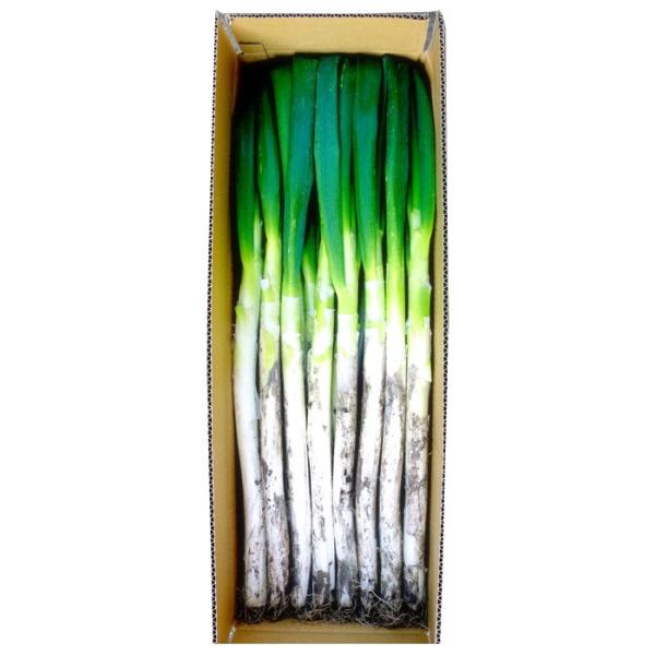 「矢切の渡し」で知られる千葉県松戸市の矢切で生産されているネギです。普通のネギとの違いは、まず太さ。身が太く大変食べ応えがあります。【 矢切ねぎの食べ方 】焼きねぎが、本来の美味しさ甘さを味わえる食べ方です。お勧めは冬の定番　お鍋にもオスス...