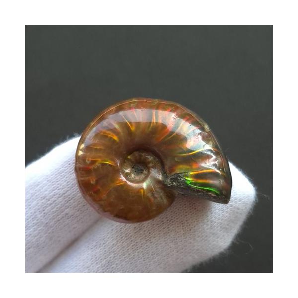 美品 アンモナイト 化石 本物 マダガスカル産 28.95mm