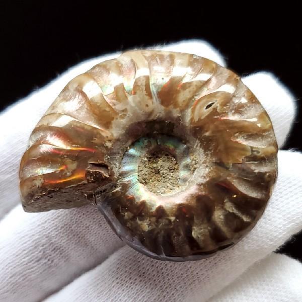輝く高品質なアンモナイト化石 工芸品 その他 34 636 Ugel03 Tno Gob Pe