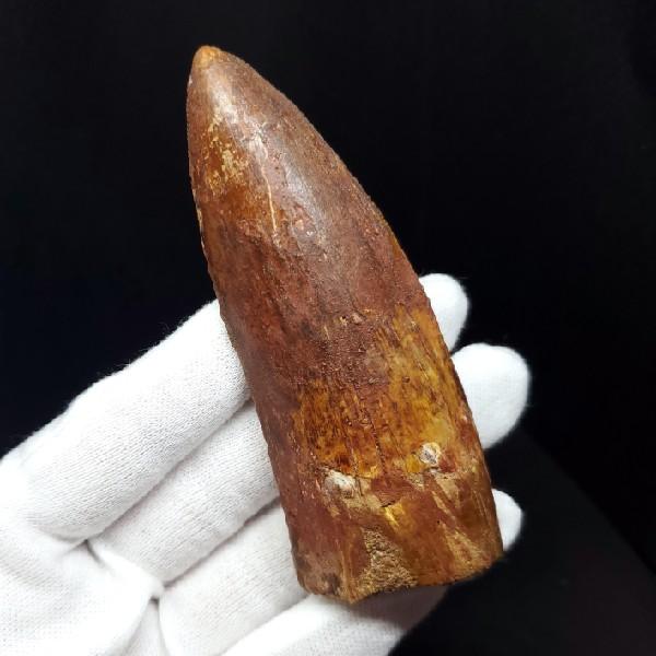 特大カルカロドントサウルス 歯の化石 本物 モロッコ産 92.83mm(ca27 