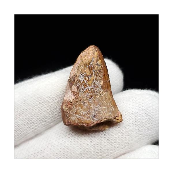 ティムルレンギア 歯 化石 本物 ウズベキスタン産 23.43mm プレゼント