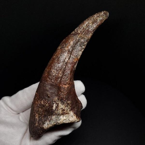 スコミムス 足 爪 本物 化石 恐竜 ニジェール産 135.83mm プレゼント
