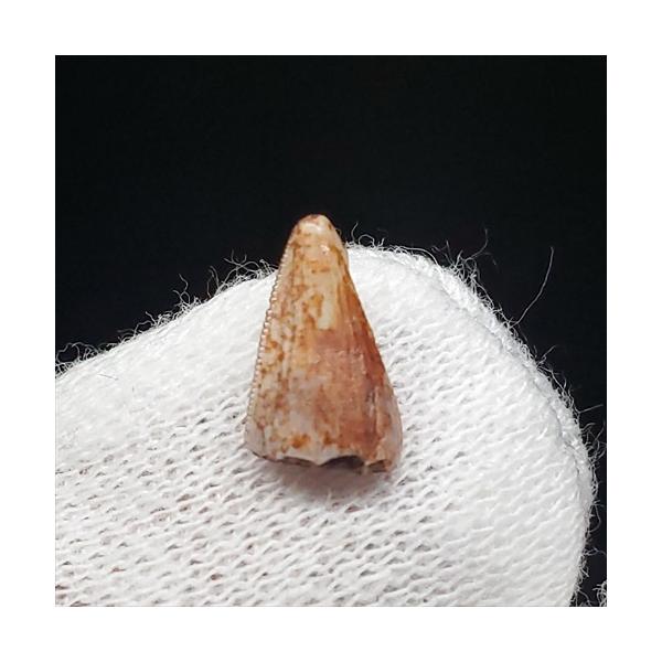 希少 コエロフィシス 化石 歯 本物 ニューメキシコ州産10.05mm fr82 希少 コエロフィシス 化石 歯 恐竜 本物 ニューメキシコ州産
