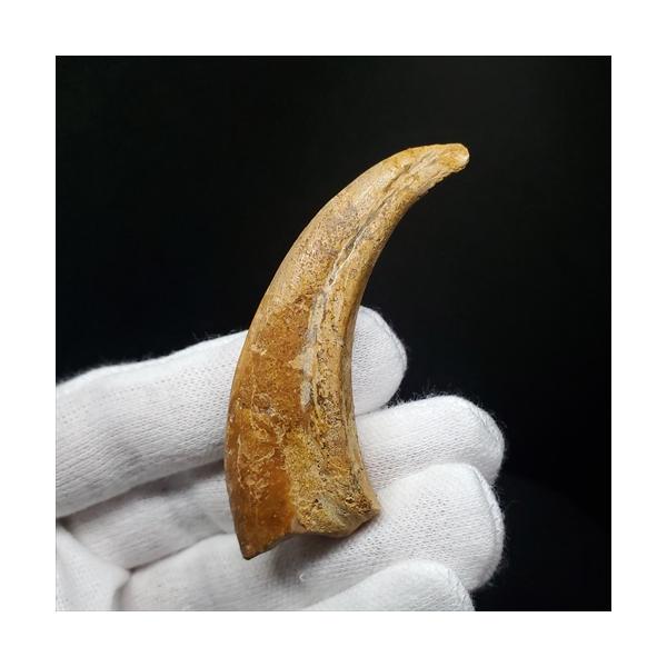 翼竜の爪　化石　モロッコ dinoalolo_fr67