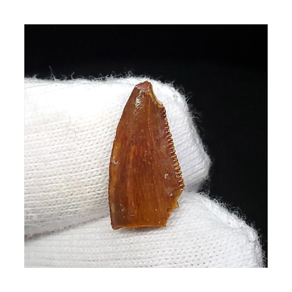 美品ラプトル化石歯14.05mmの魅力と楽しみ方