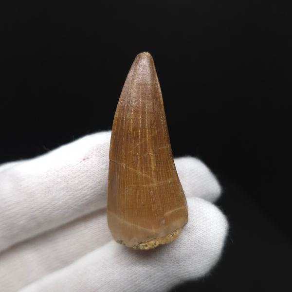 美品 モササウルス 化石 歯 本物 モロッコ産 44.61mm プレゼント