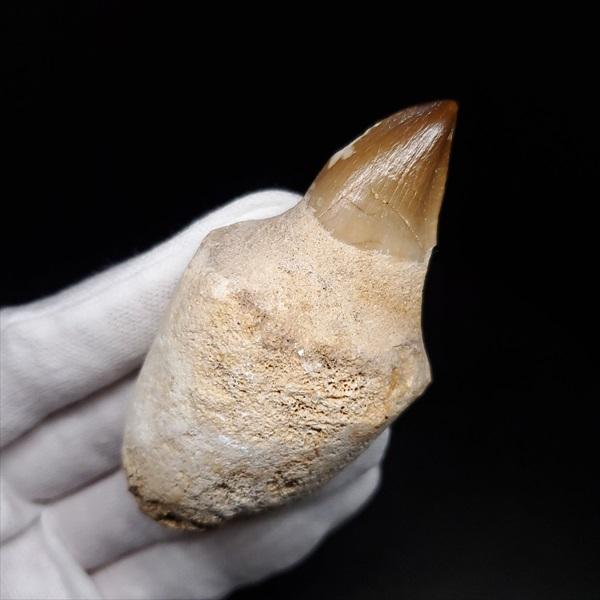 特大 歯根付き モササウルス 化石 歯 本物 123.82mm mos74