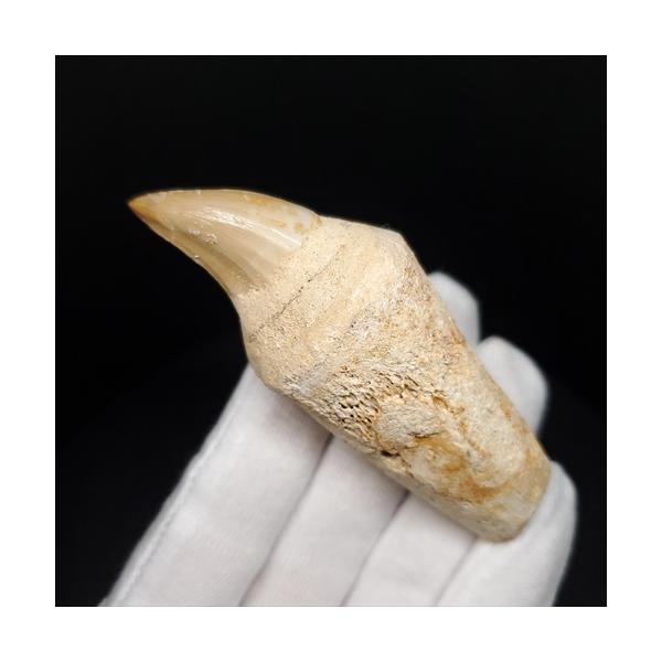 歯根付き モササウルス 化石 歯 本物 モロッコ産 77.66mm