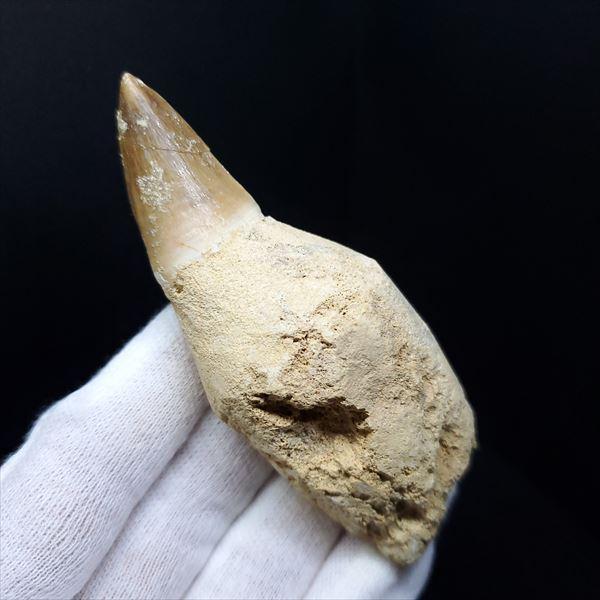 極上 歯根付き モササウルス 化石 歯 本物 モロッコ産 85.68mm