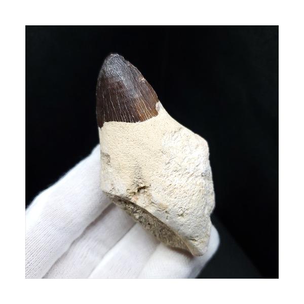 歯根付き モササウルス 化石 歯 本物 モロッコ産 68mm プレゼント