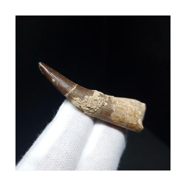 プレシオサウルス 化石 歯 本物 モロッコ産 48mm ケース付き