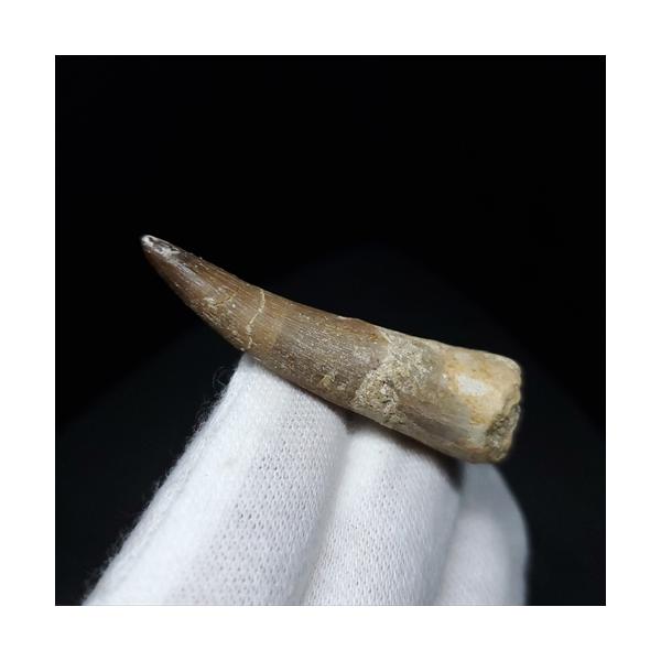 プレシオサウルス 化石 歯 本物 モロッコ産 41.20mm ケース付き