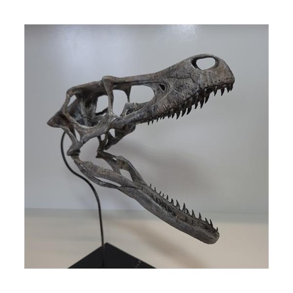 恐竜化石 レプリカ 縦43cm 横16.5cm 美品 ラプトル 頭骨 化石 レプリカ 250mm プレゼント ギフト