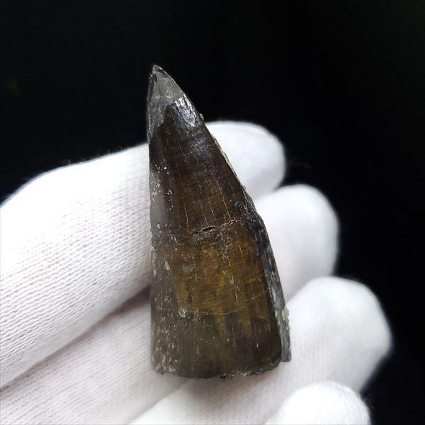 希少 スコミムス 化石 本物 ニジュール産 40.52mm プレゼント ギフト