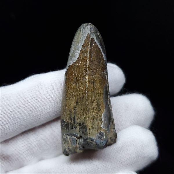 希少 スコミムス 化石 本物 二ジェール産 45.21mm fr145