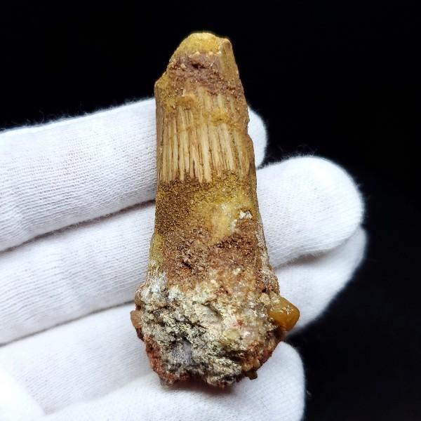 スピノサウルス 本物 モロッコ産 52.59mm プレゼント ギフト