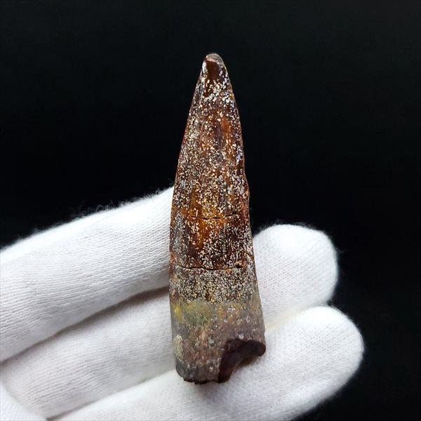 美品 スピノサウルス 本物 モロッコ産 52mm sp446 スピノサウルス 本物 モロッコ産 54.68mm ケース付き プレゼント