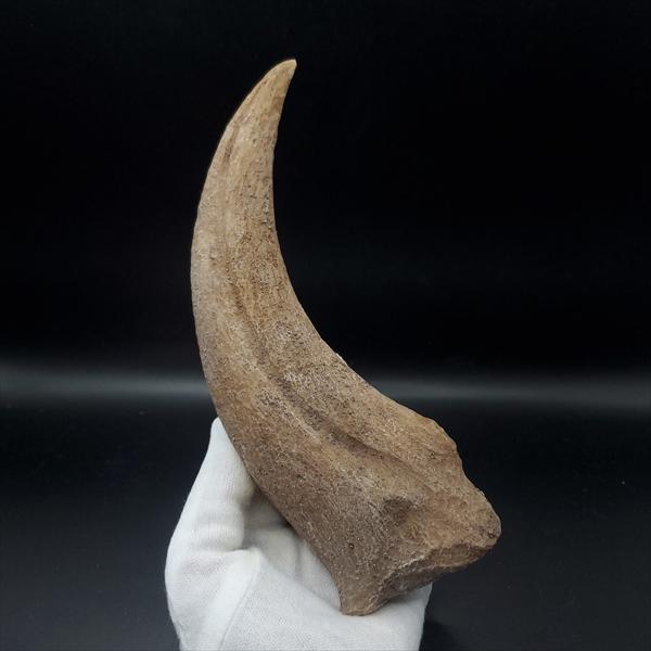 スピノサウルス 爪 レプリカ 176.25mm プレゼント ギフト spr9 : 化石